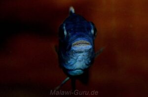 Petrotilapia pyroscelos 'Chizumulu Island'